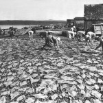 Miquelon séchage de la morue - Aubert de la Rüe