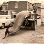 Échouage de cétacés près du Pont-Boulot 1960