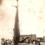 Échouage de cétacés près du Pont-Boulot 1960