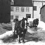 Chevaux - Traîneaux.